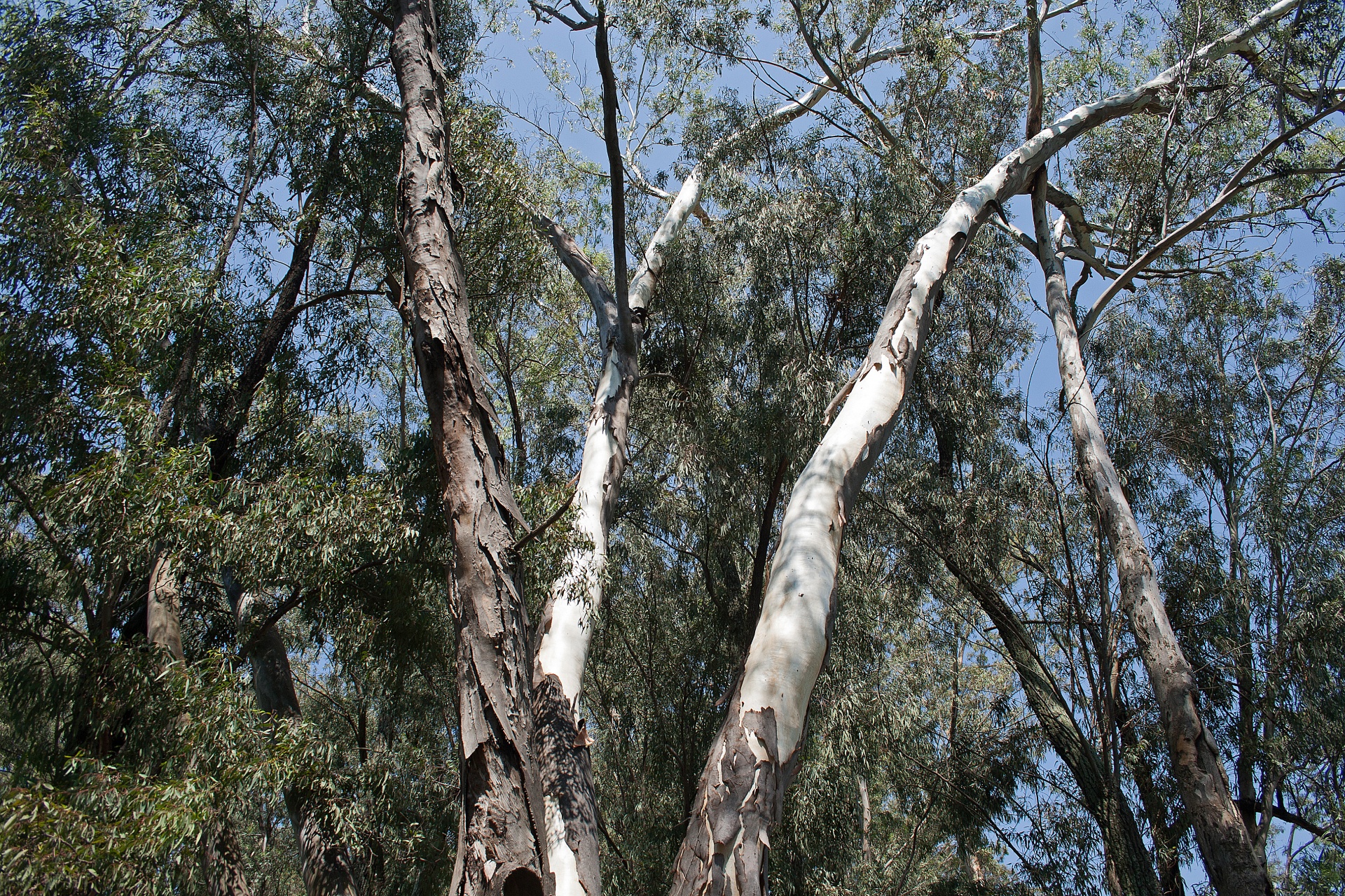 trees trunks white free photo