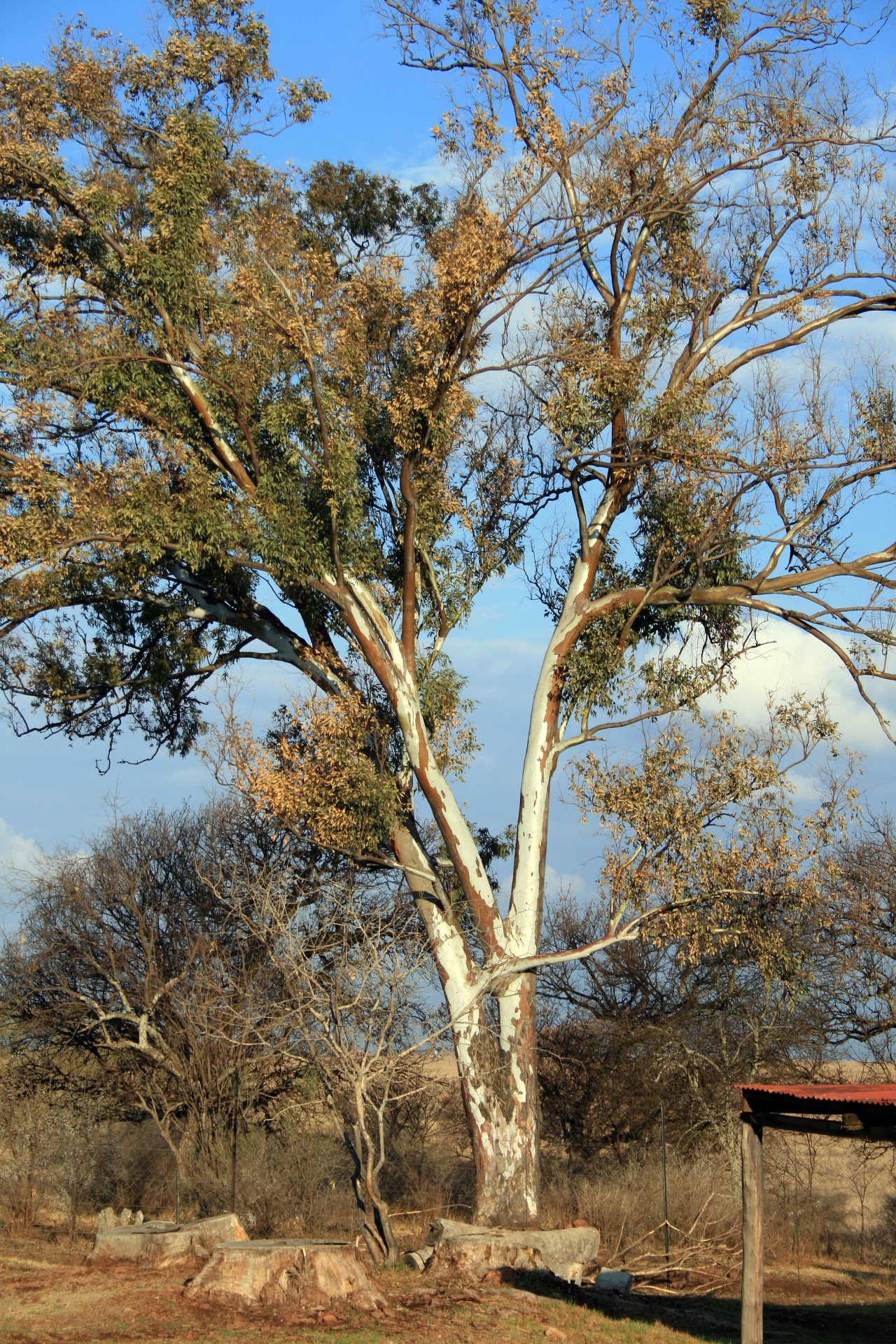 tree eucalyptus blue gum free photo