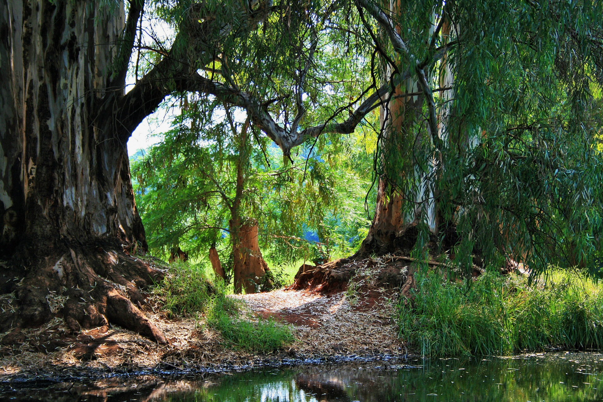 trees tall large free photo