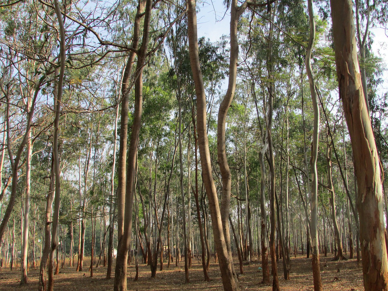eucalyptus trees eucalyptus dharwad free photo