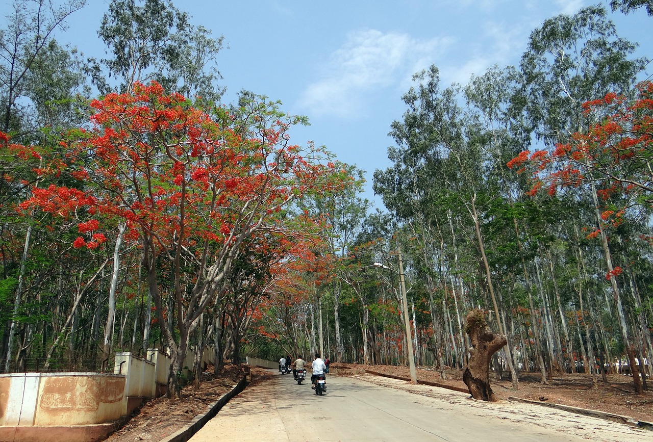 eucalyptus trees avenue delonix regia free photo