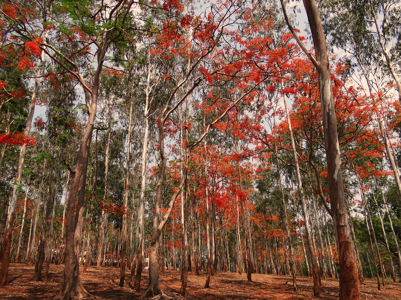 eucalyptus trees forest blooming free photo