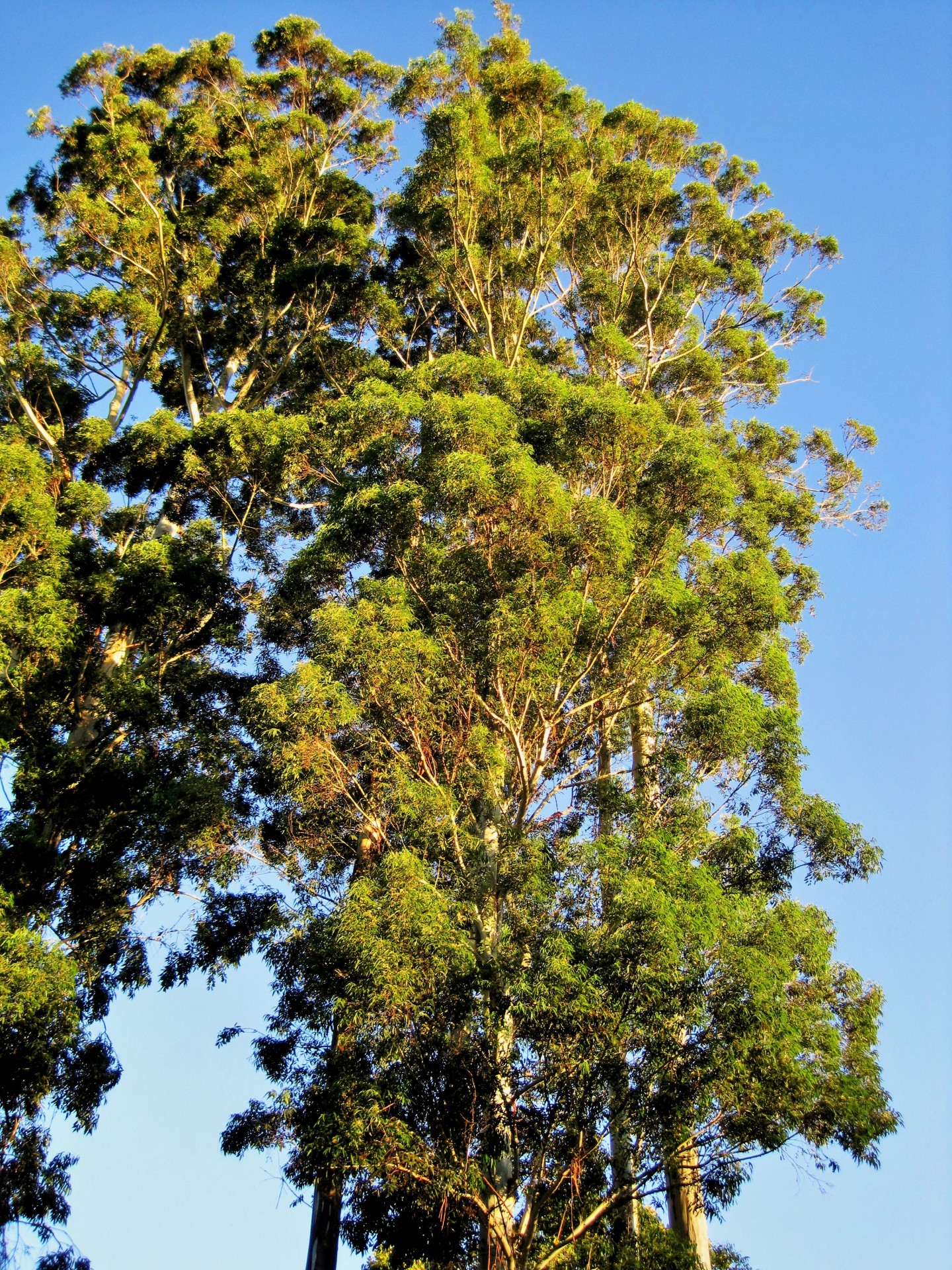trees tall eucalyptus free photo