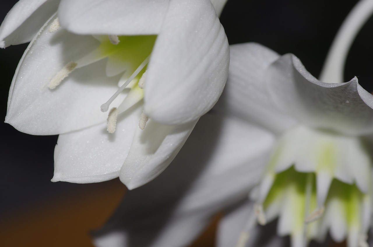 eucharis  flower  white free photo