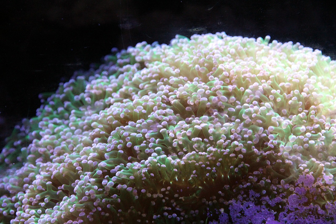 eufiliya euphyllia paraancora soft coral free photo
