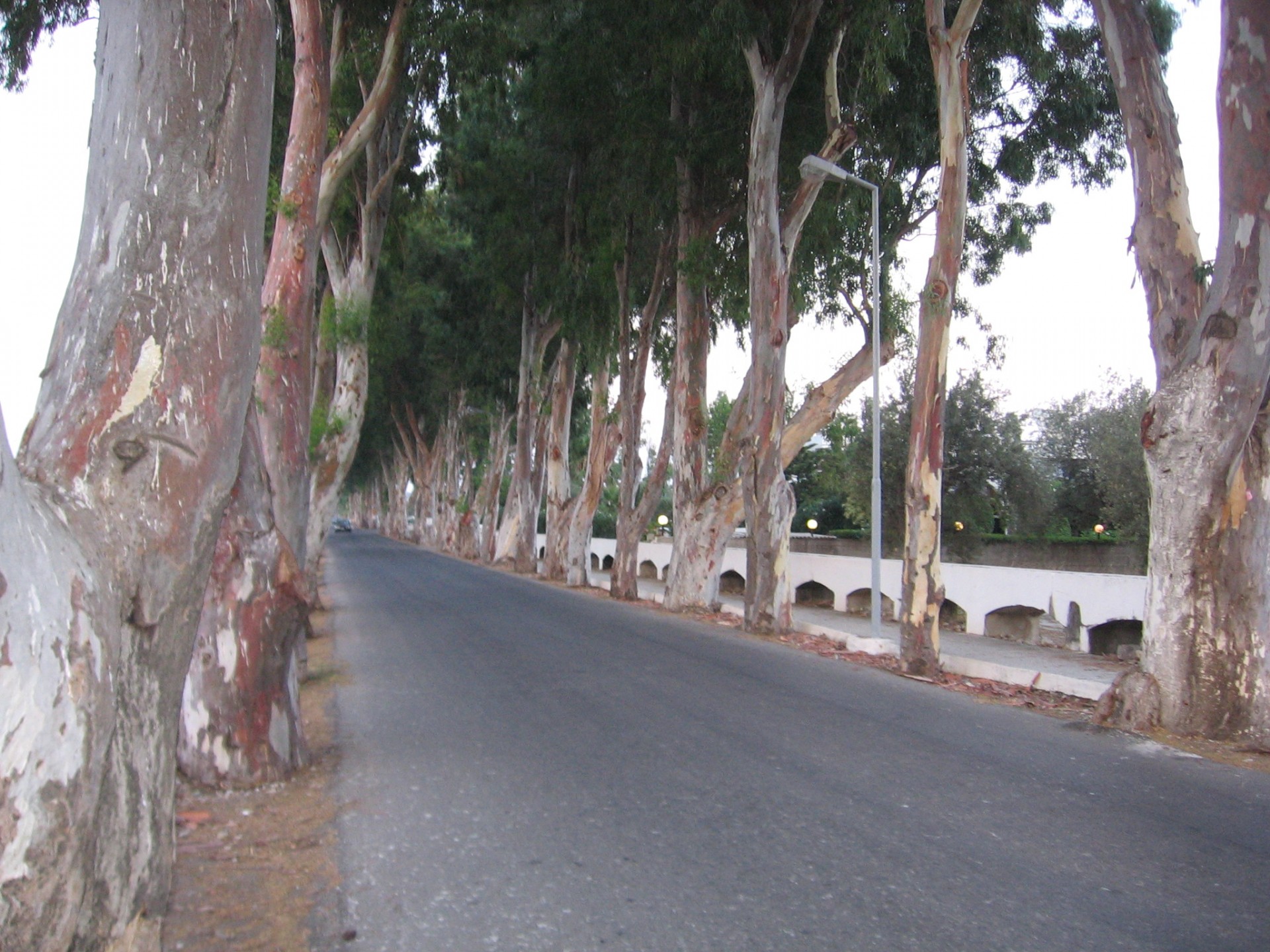 eucalyptus alley eucalyptus alley free photo