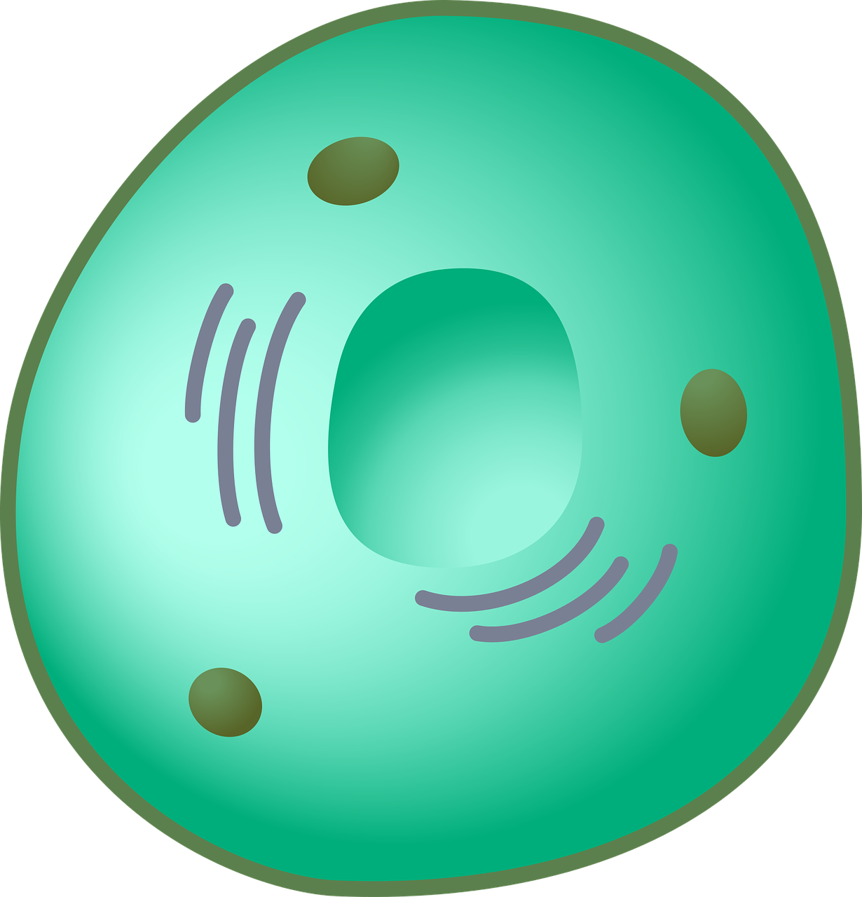 eukaryot cell nucleus free photo