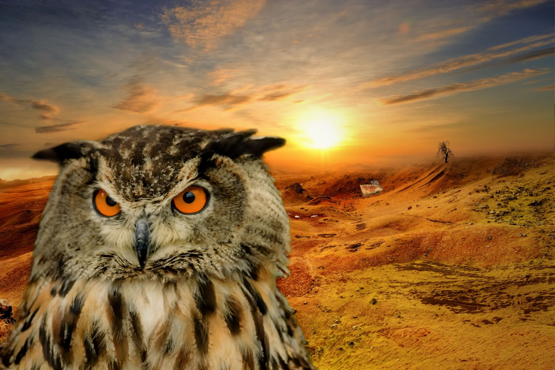 owl landscape fantasy free photo