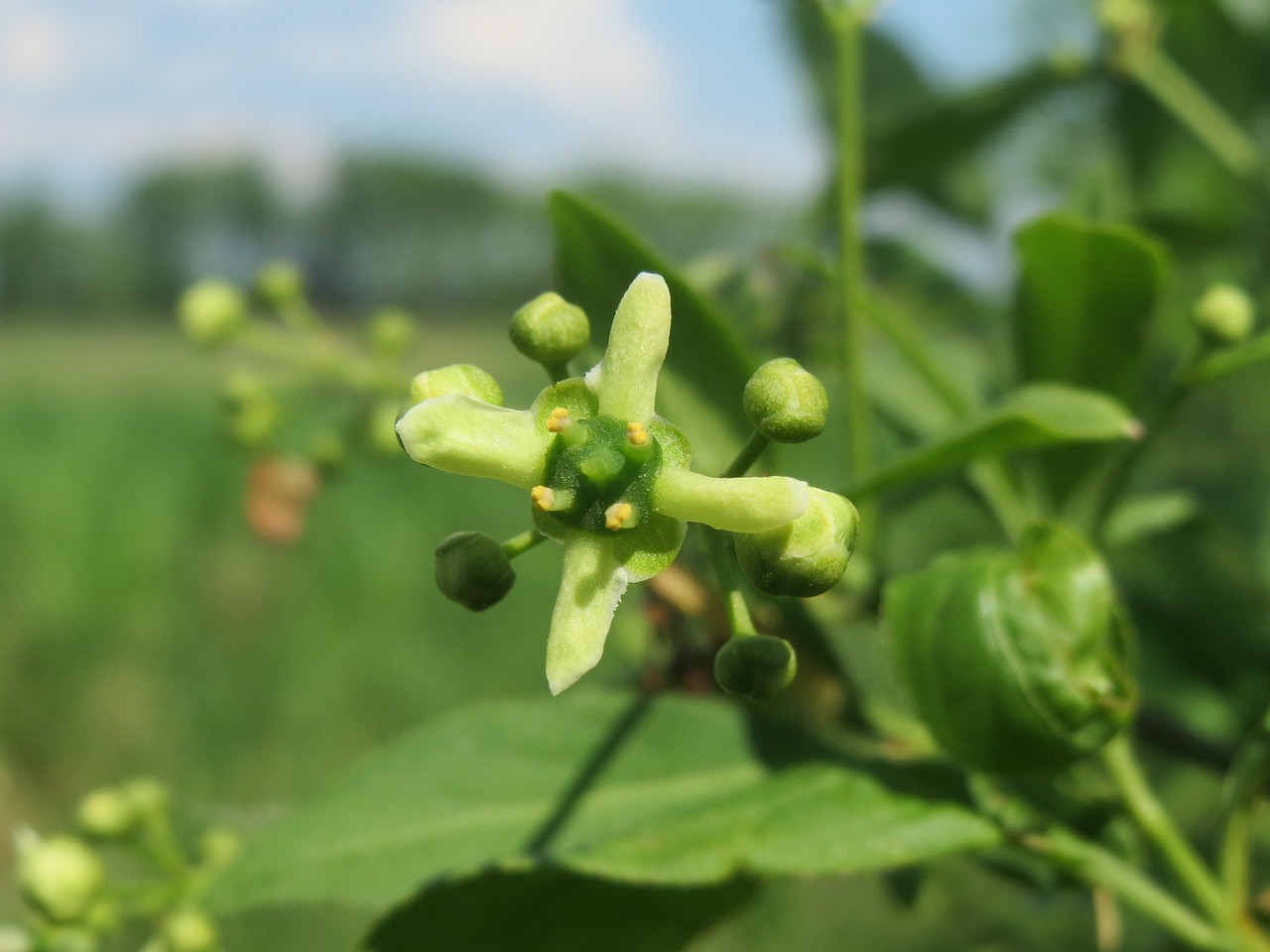 euonymus europeaus spindle european spindle free photo