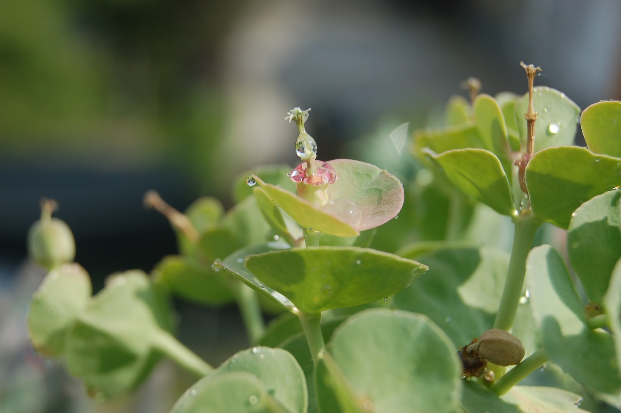 euphorbia  rain  fat plants free photo