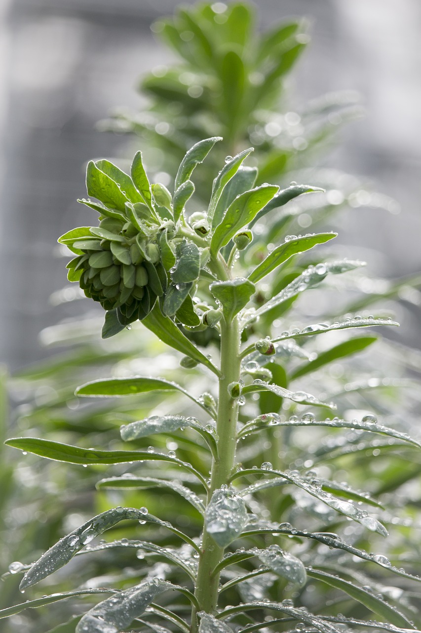 euphorbia  green  nature free photo