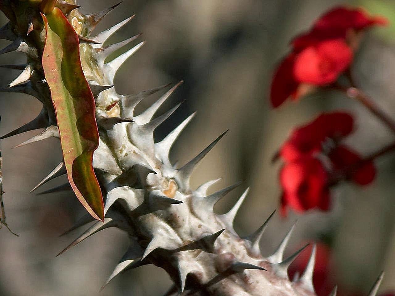 euphorbia spines cactus free photo