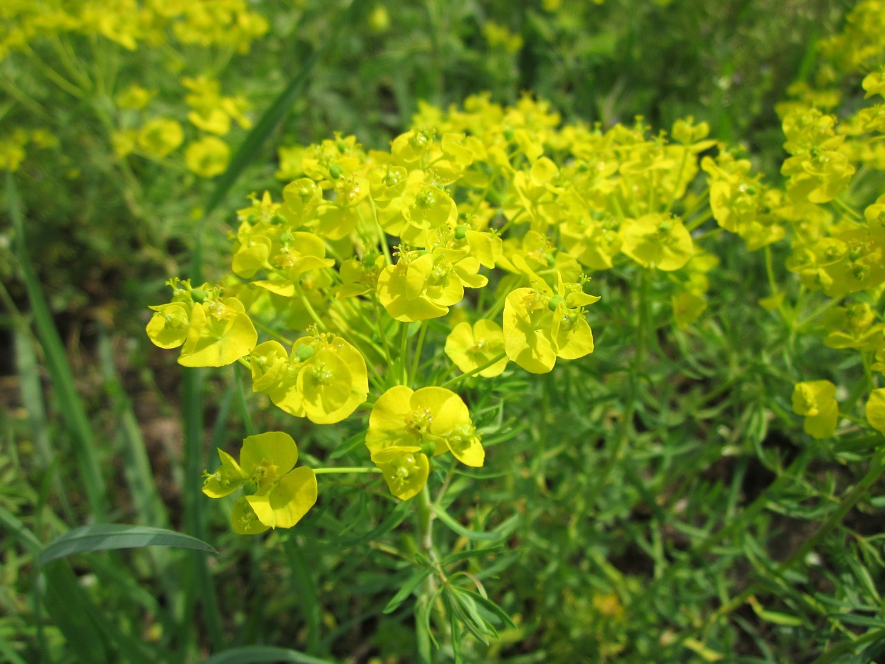 euphorbia cyparissias cypress spurge wildflower free photo