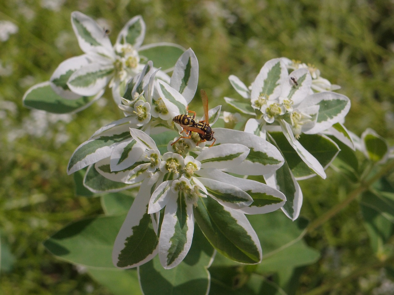 euphorbia fringed spurge flowers free photo