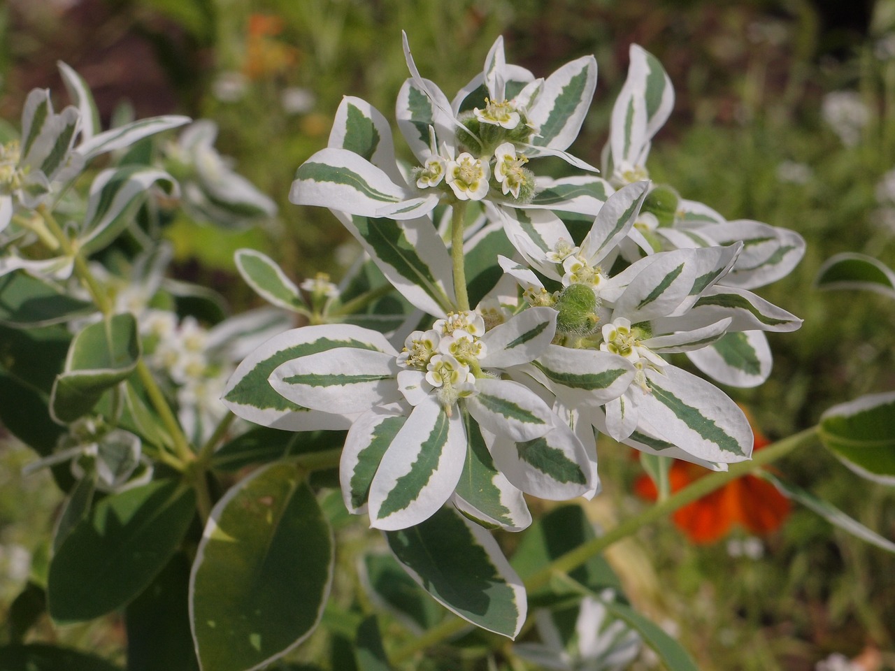 euphorbia fringed spurge flowers free photo