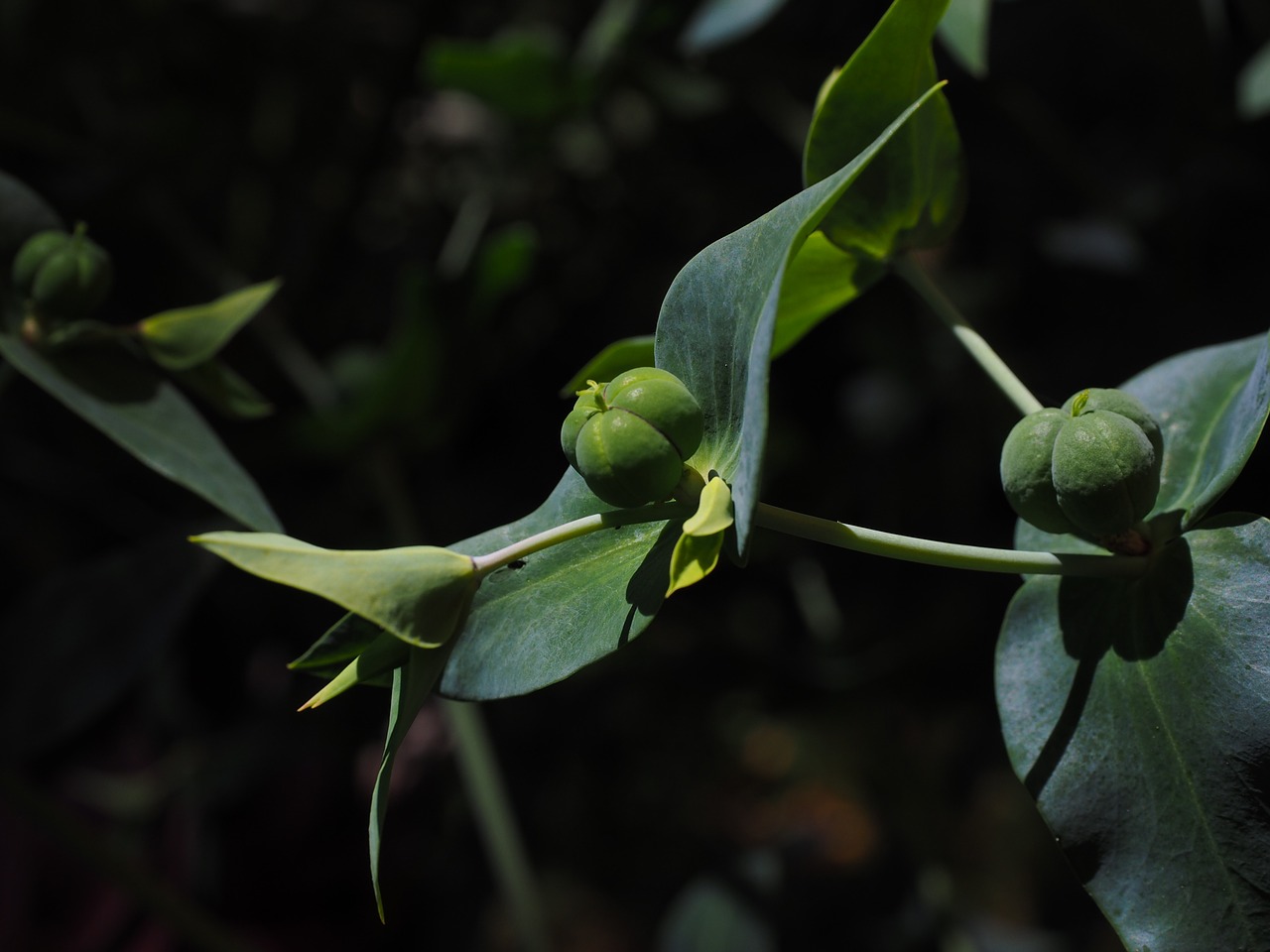 euphorbia lathyris spurge euphorbia free photo