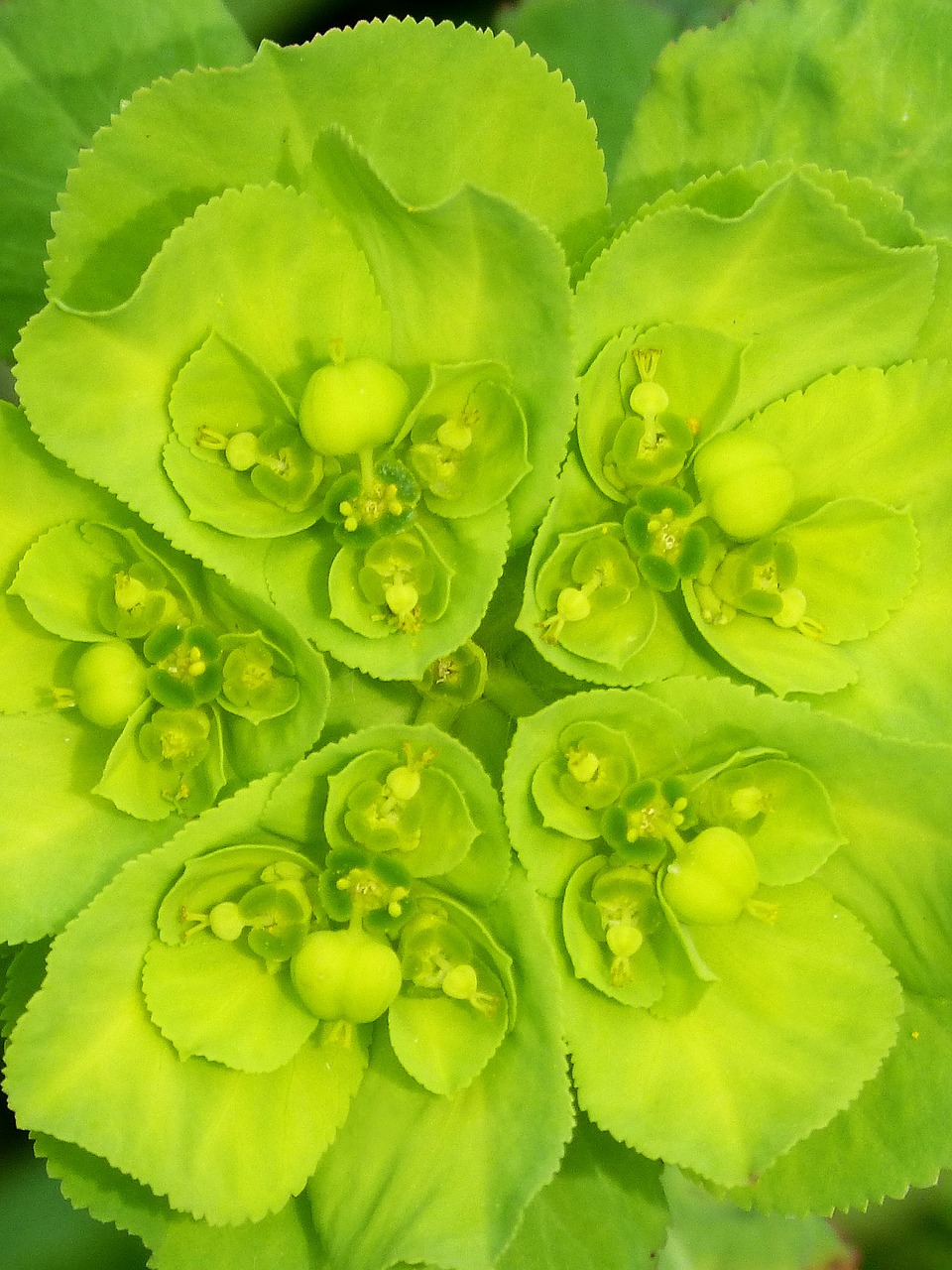 euphorbia serrata green flower detail free photo