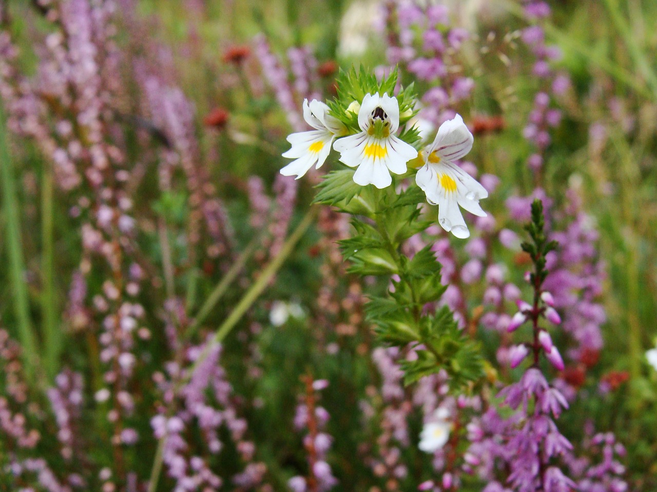 euphrasia herbal flower free photo