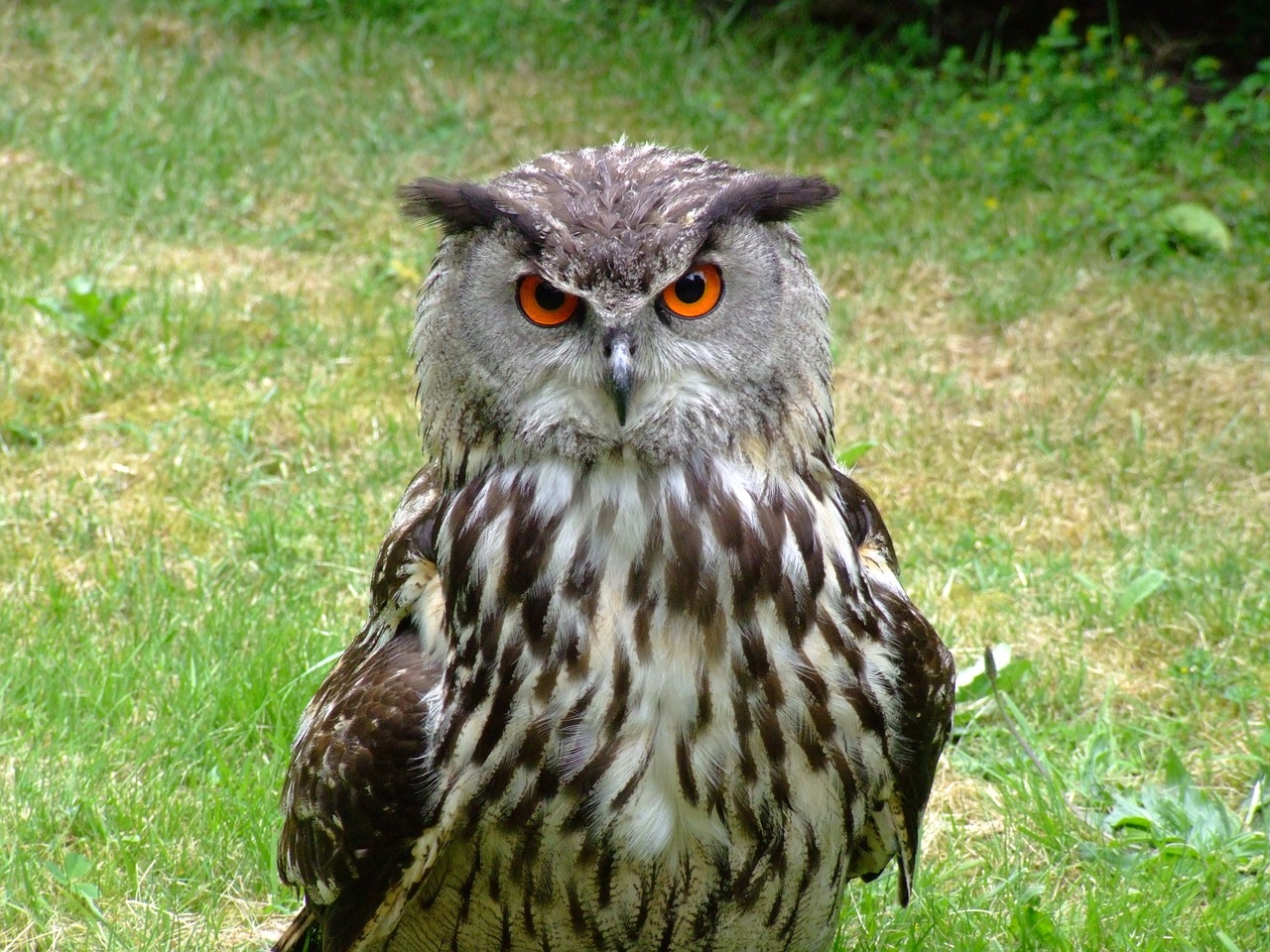 eurasian eagle owl point to owl free photo