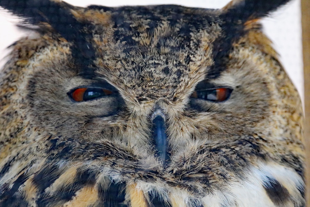 eurasian eagle owl owl bird free photo