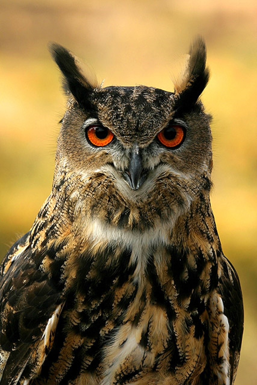 eurasian eagle owl bird wildlife free photo