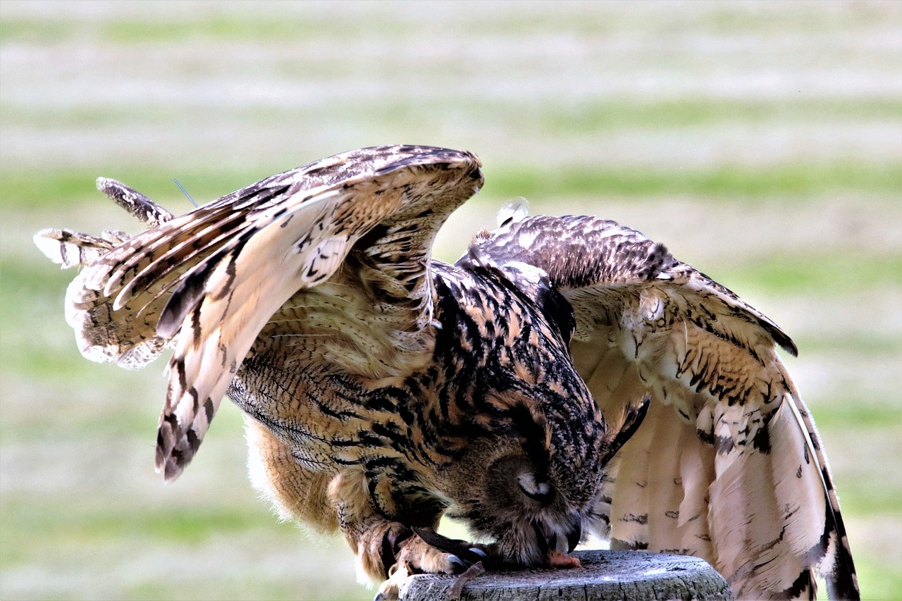 eurasian eagle owl owl bird free photo