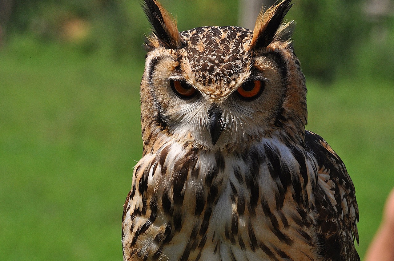 eurasian eagle owl bird wildlife free photo