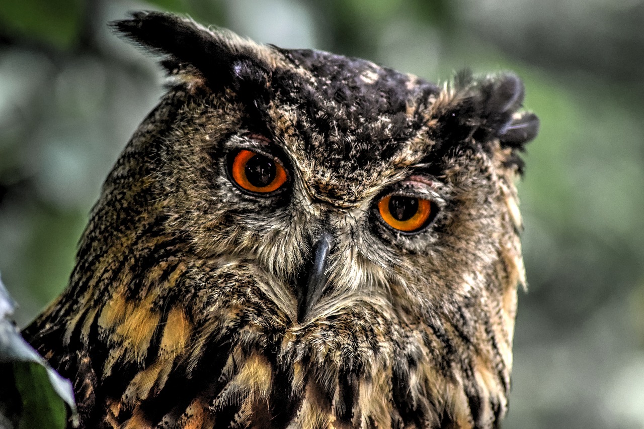 eurasian eagle owl owl european eagle owl free photo