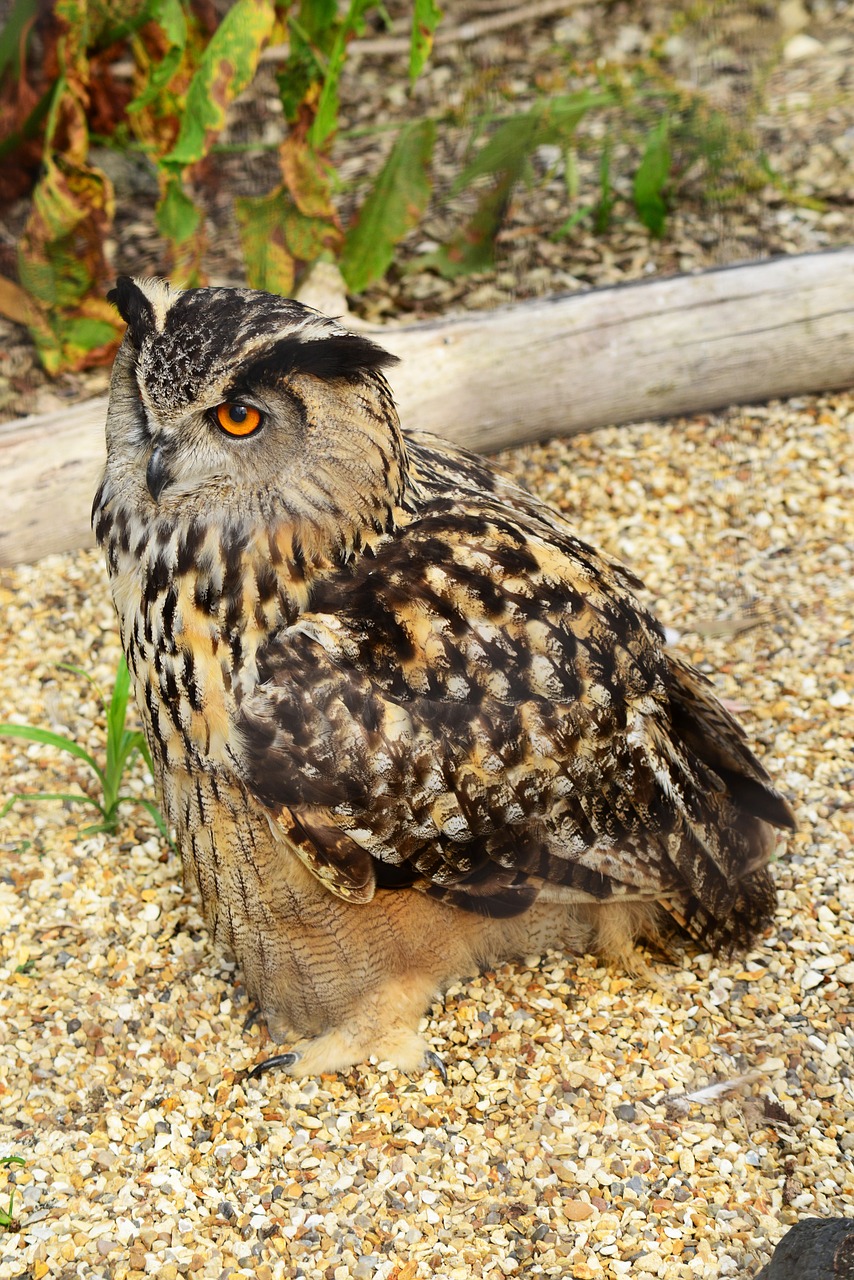 eurasian eagle owl bird owl free photo