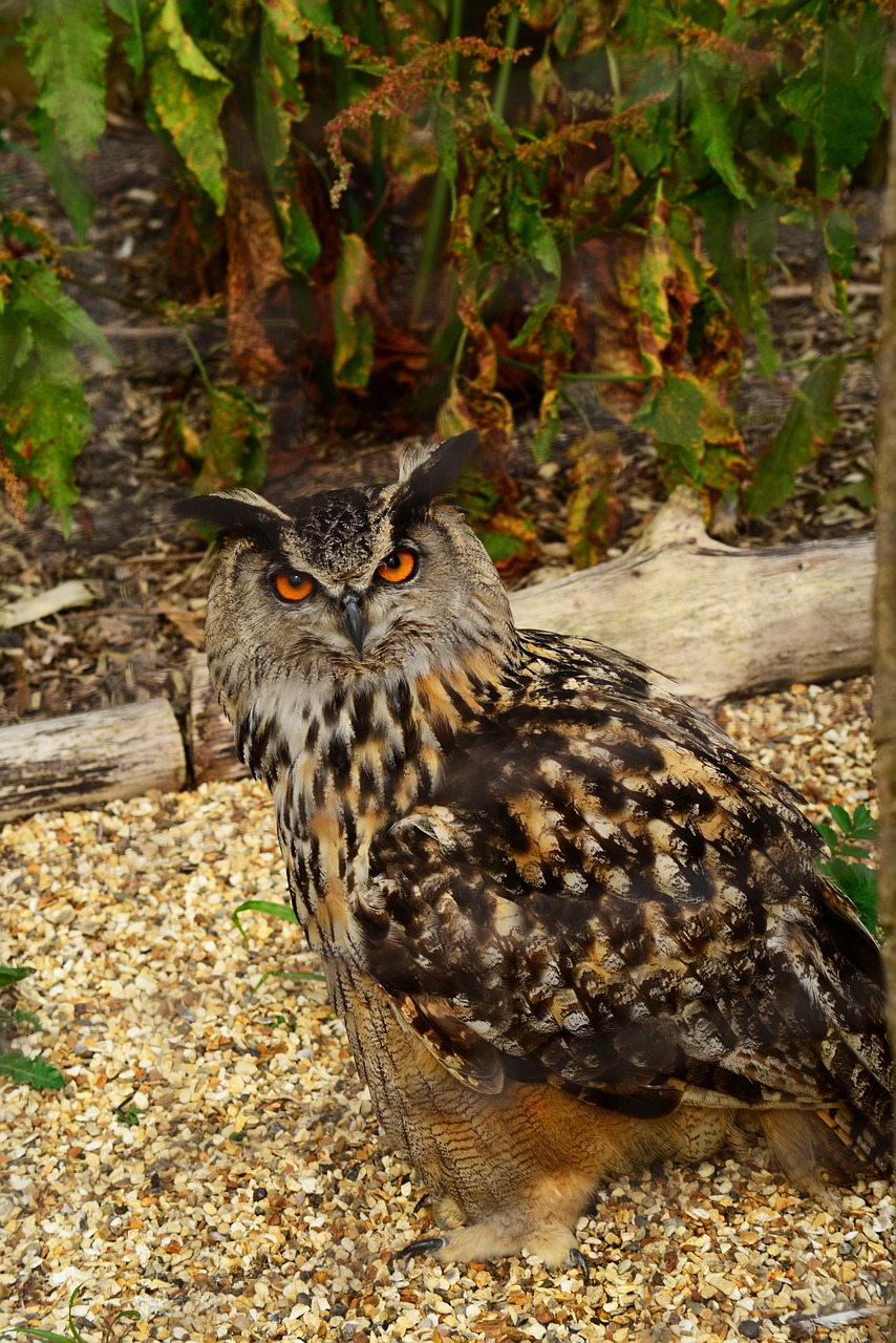 eurasian eagle owl bird owl free photo