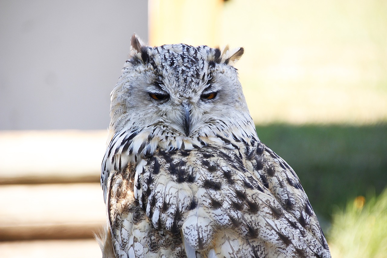 eurasian eagle siberian owl  bird  feather free photo