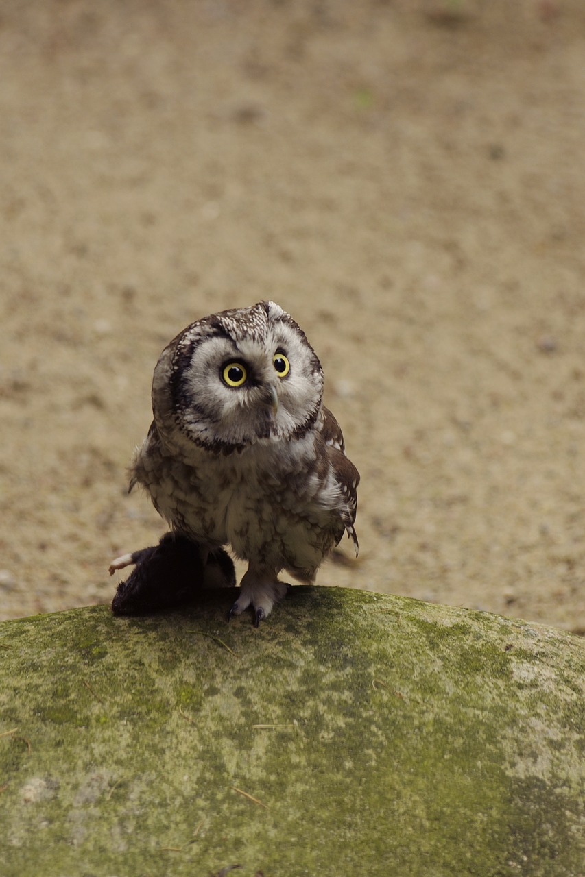 eurasian pygmy owl bird tallinn zoo free photo