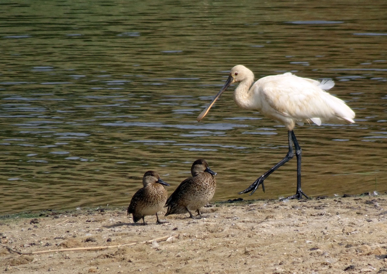 eurasian spoonbill  common spoonbill  platalea leucorodia free photo