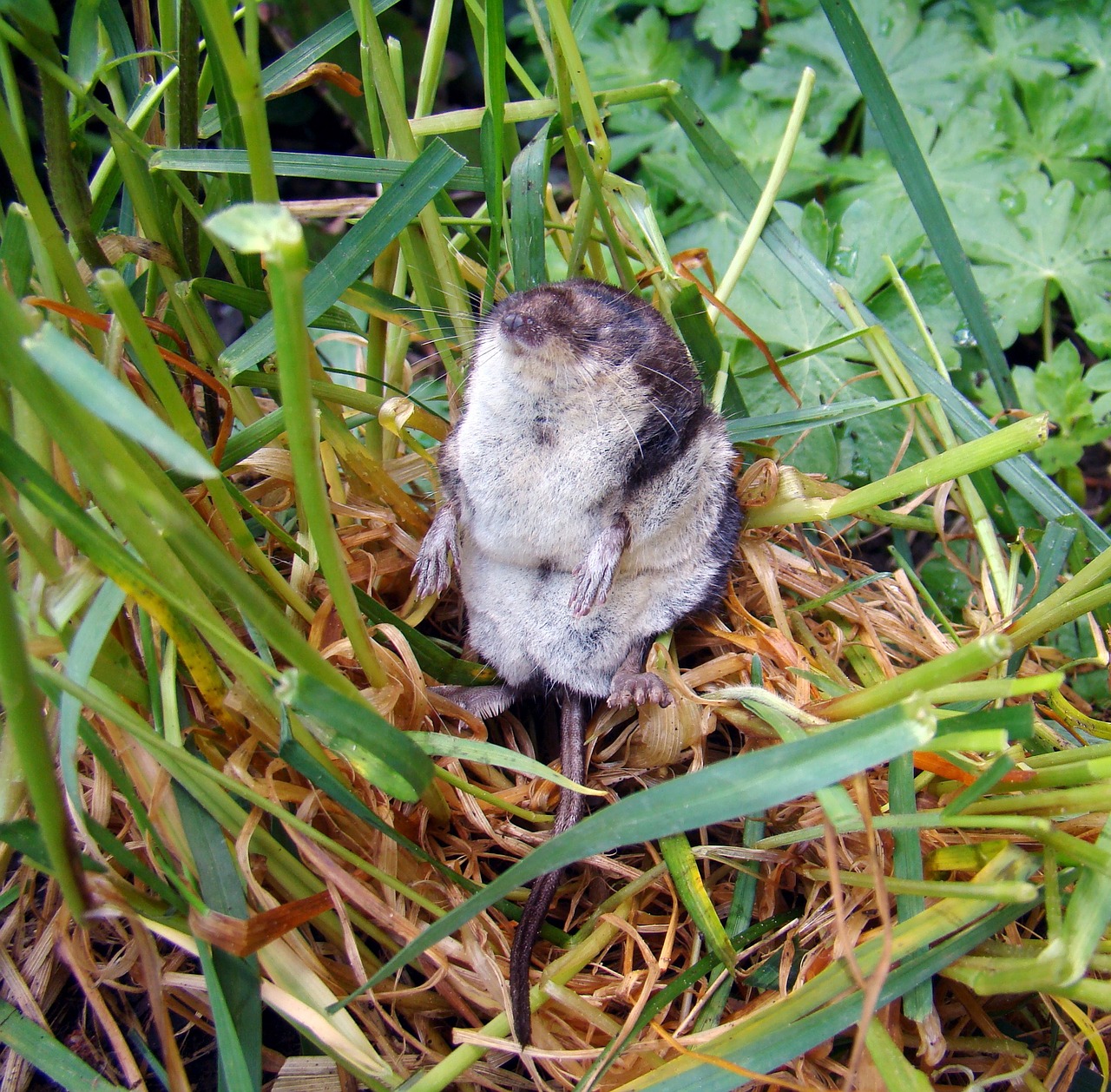 eurasian water shrew neomys liners mouse free photo