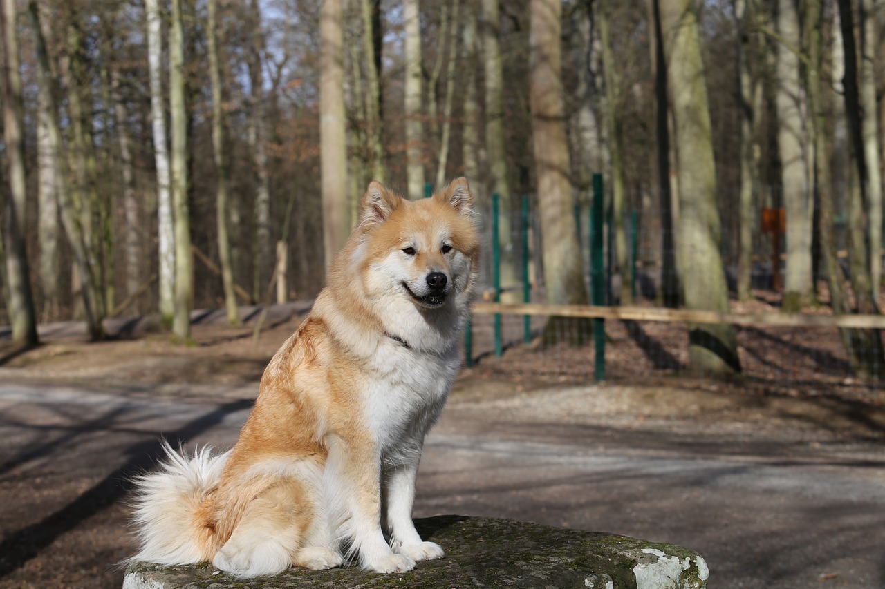 eurasians dog pet free photo