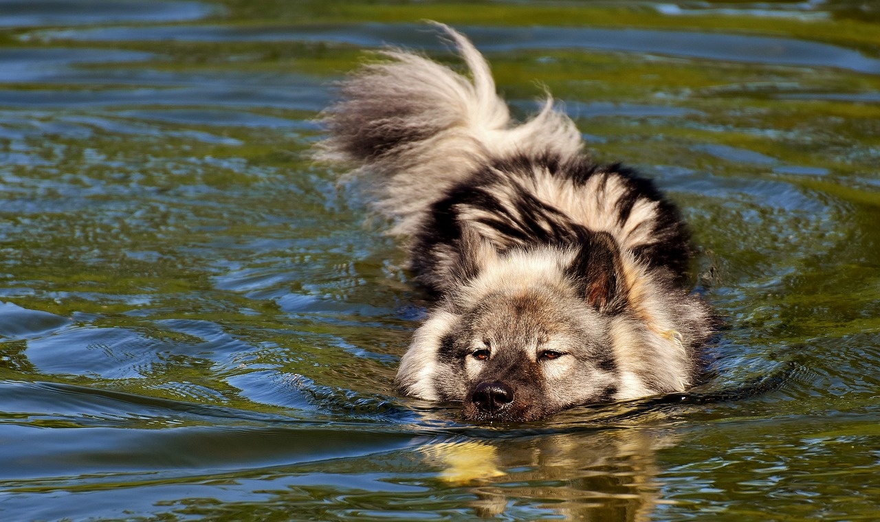 eurasians swim dog free photo
