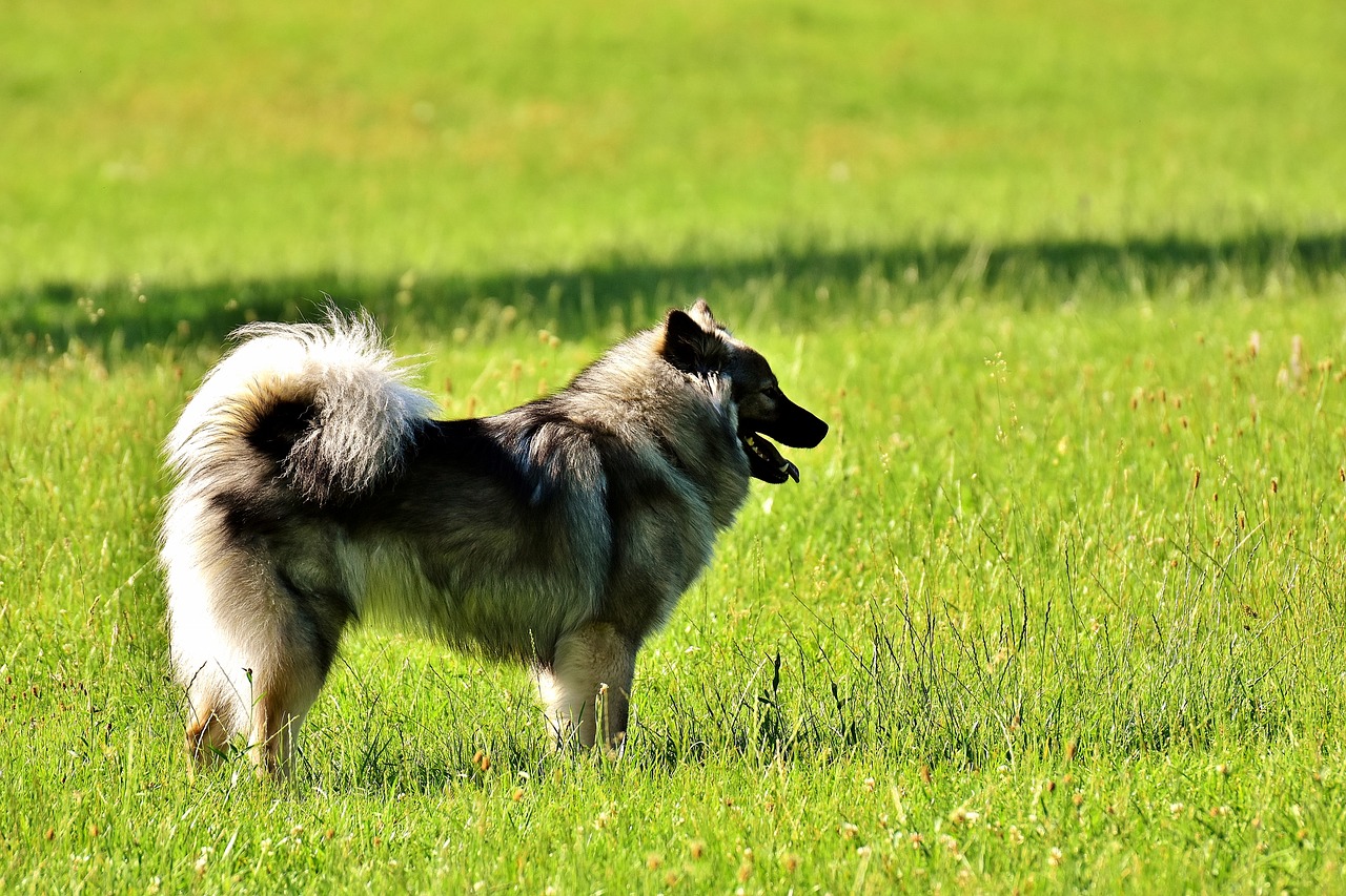 eurasians dog race free photo