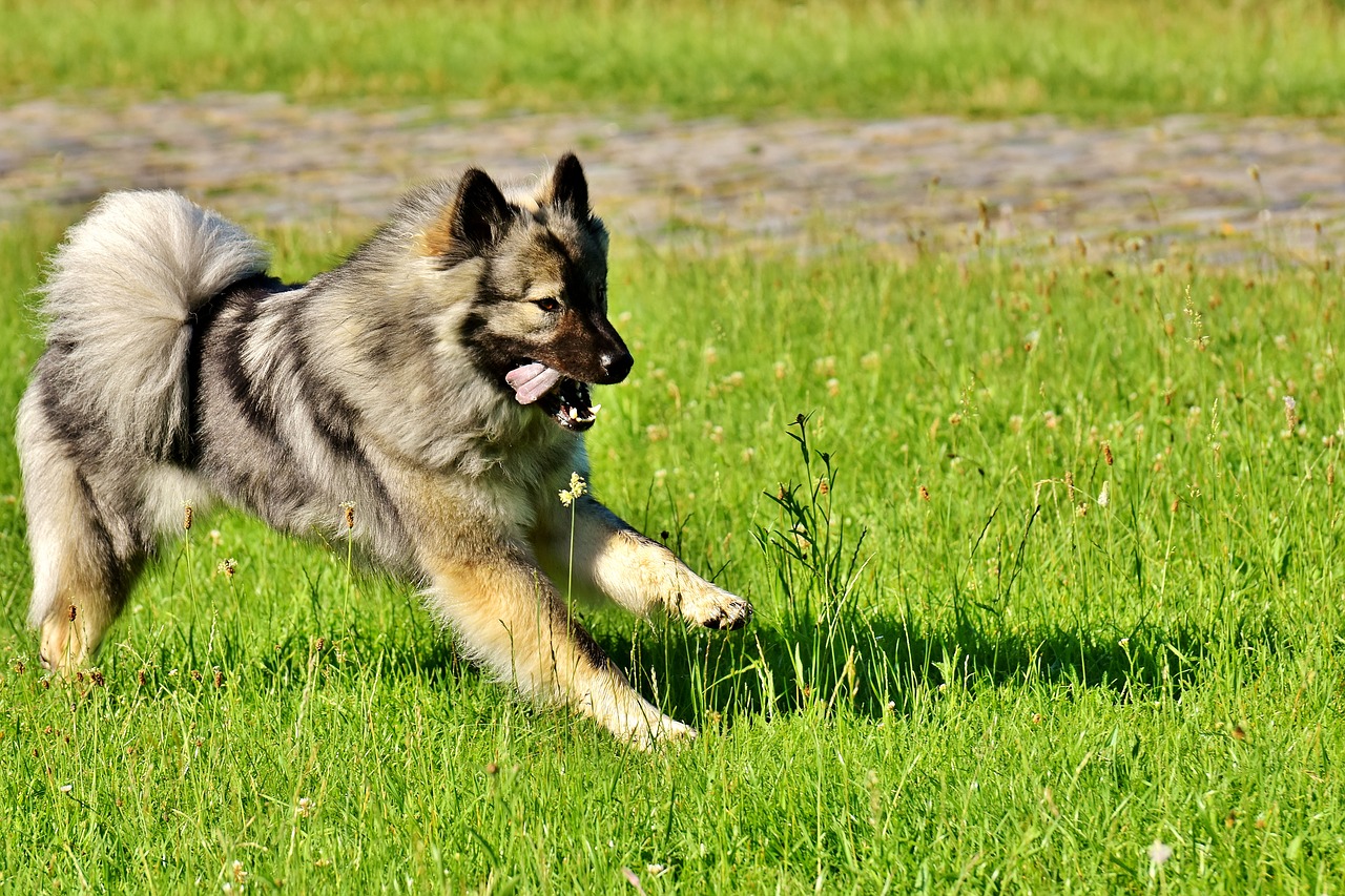 eurasians dog race free photo