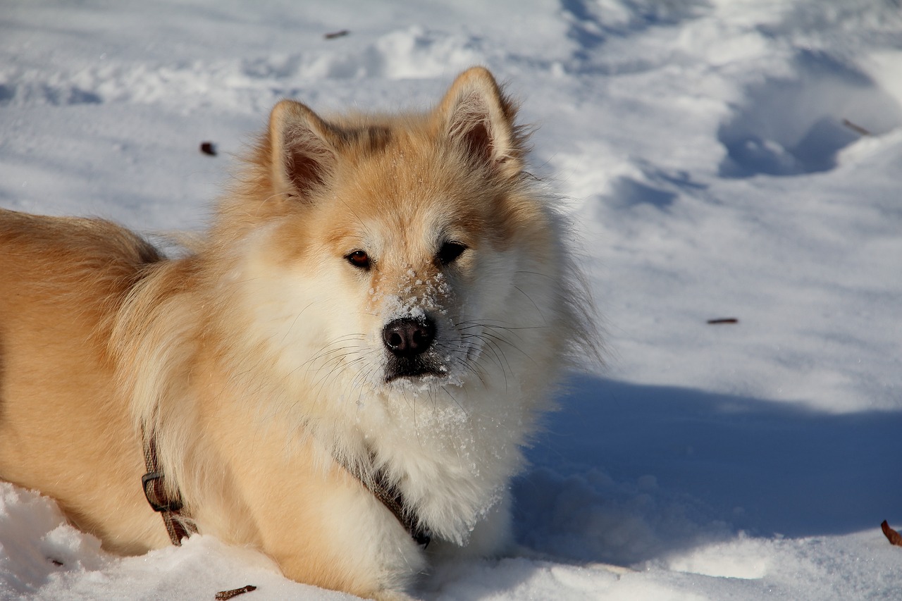 eurasians dog pet free photo