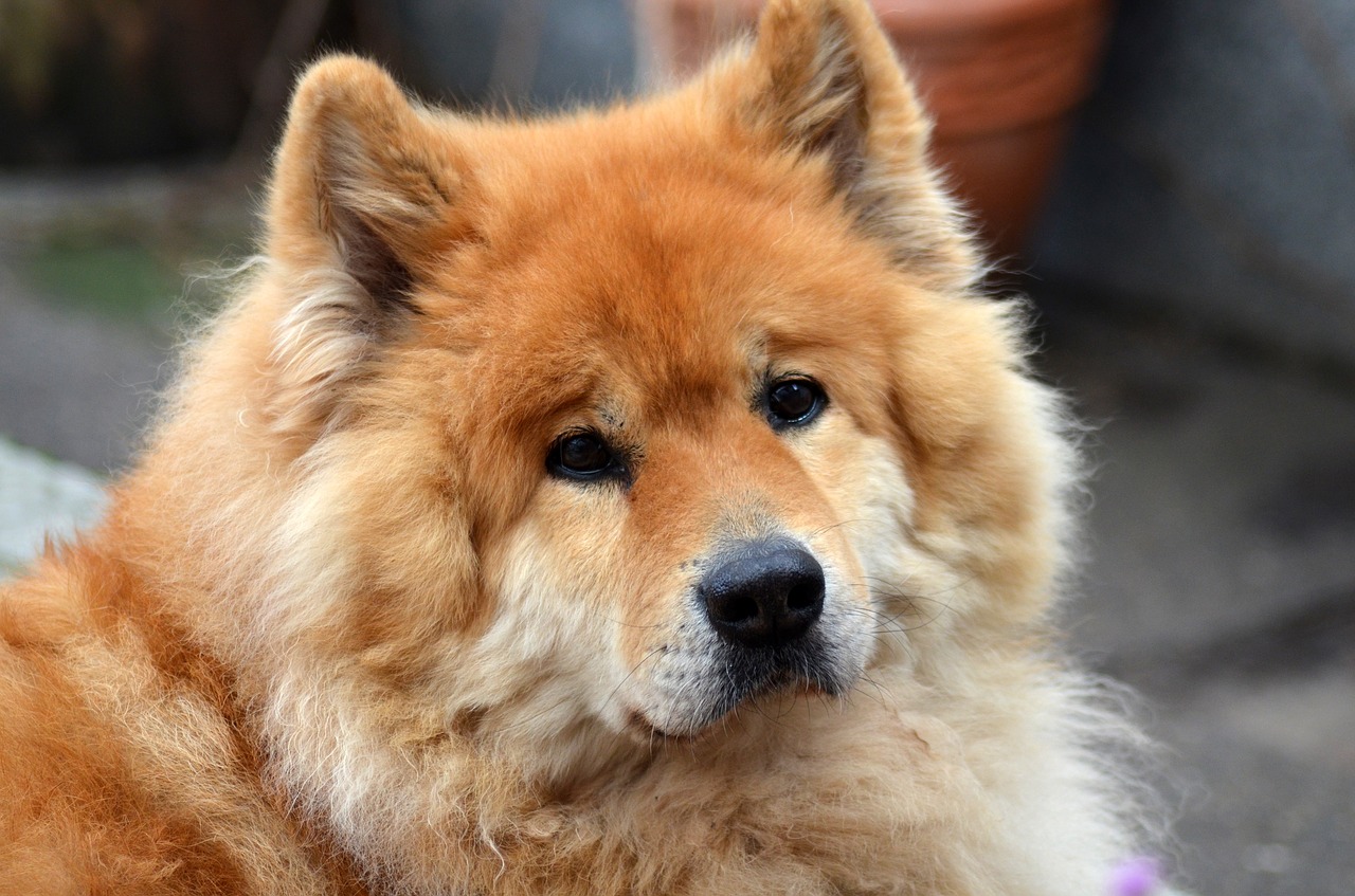 eurasians  dog  pet free photo
