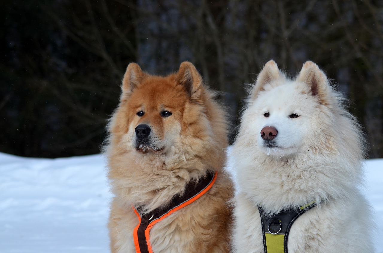 eurasians  samoyed  dog free photo