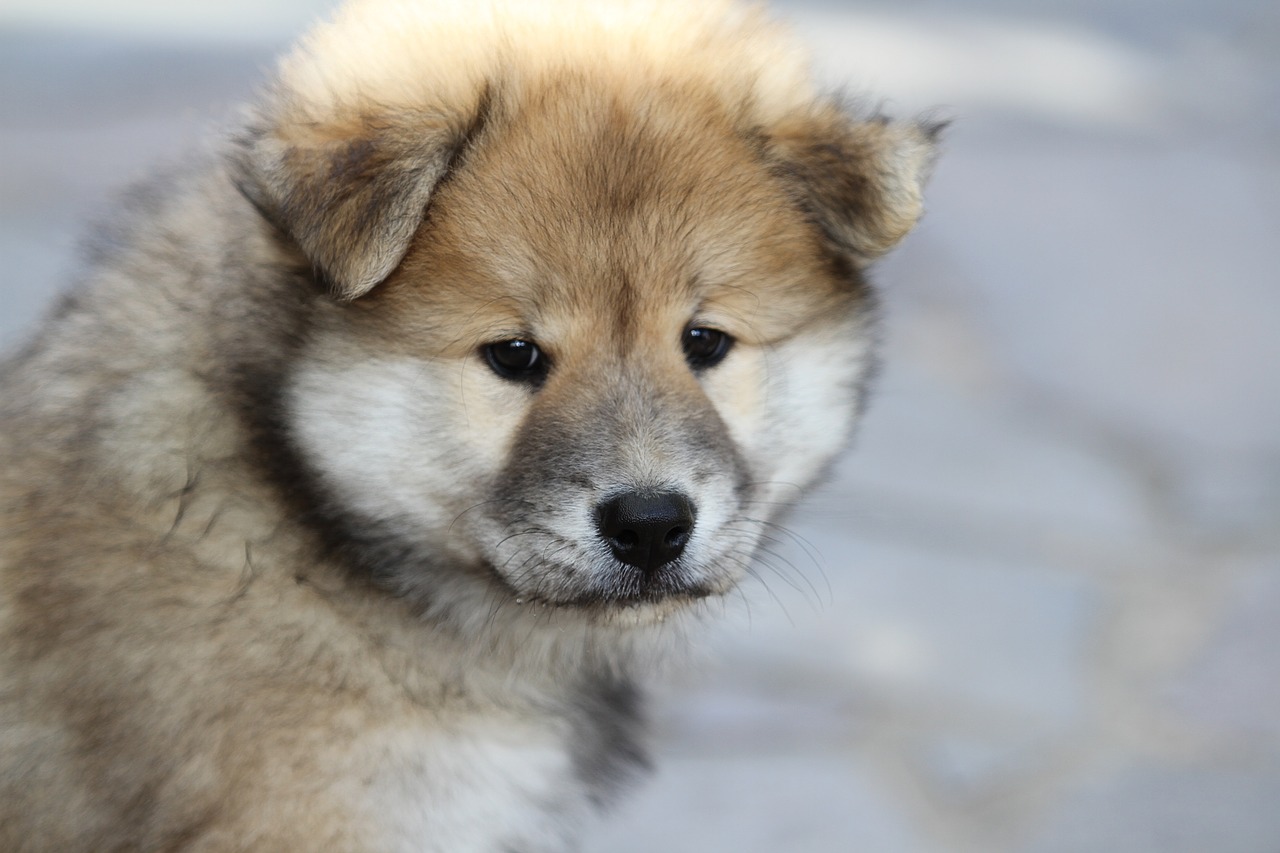 eurasier puppy dog animal photo free photo