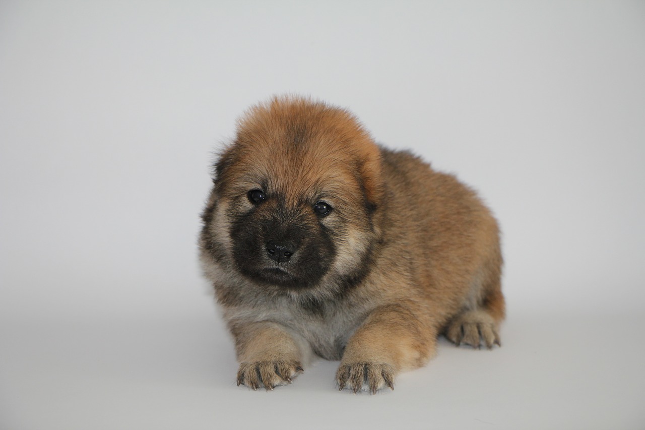 eurasier puppy dog animal photo free photo