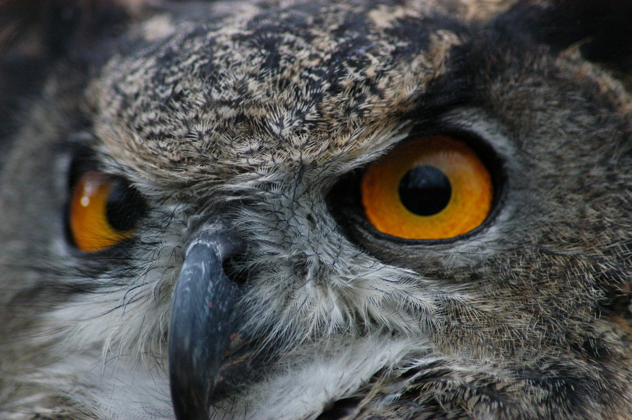 european owl bird free photo