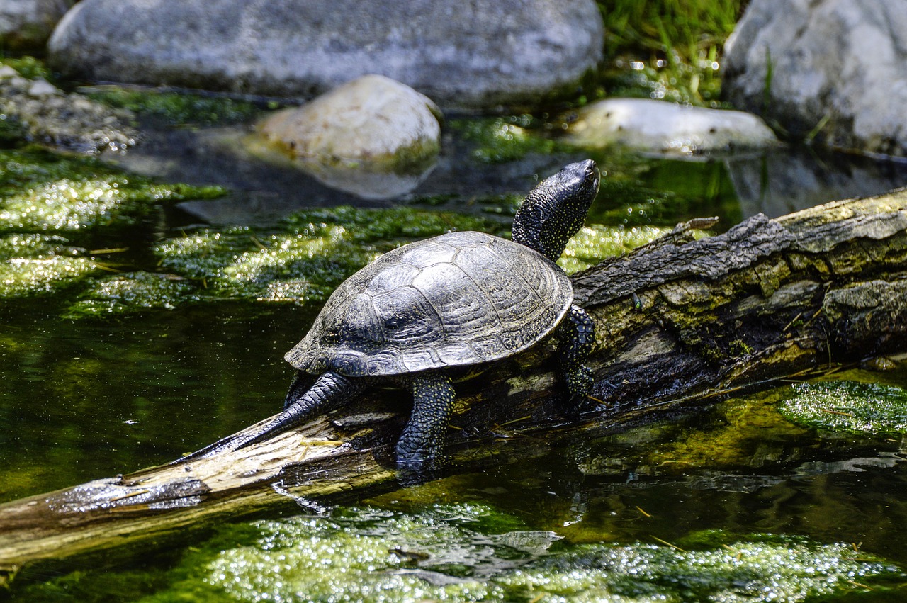Крупное водное пресмыкающееся. Колхидская Болотная черепаха. Европейская Болотная черепаха (Emys orbicularis). Болотная черепаха Крым. Пресноводные болотные черепахи.