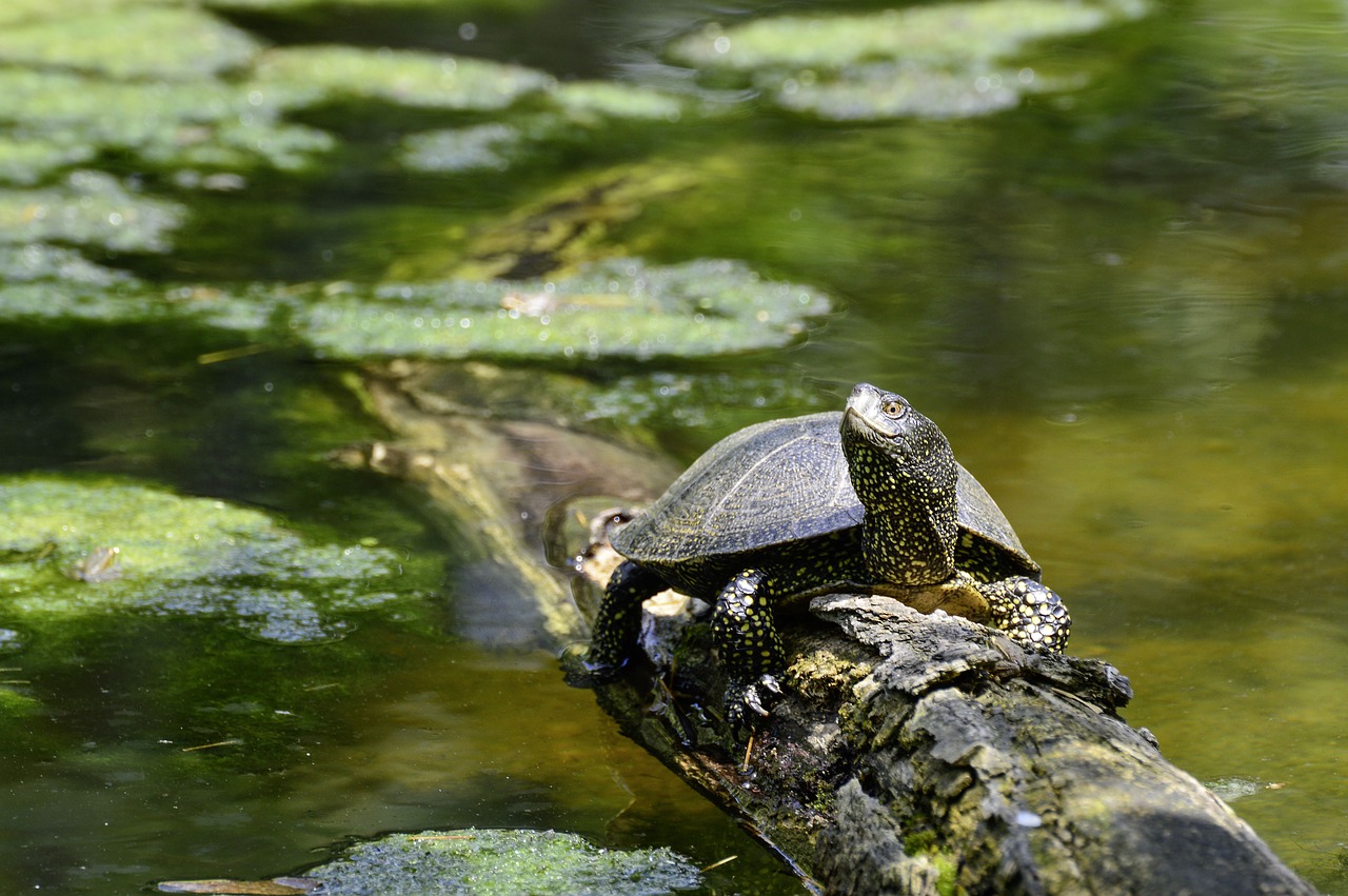 european  marsh turtle  turtle free photo