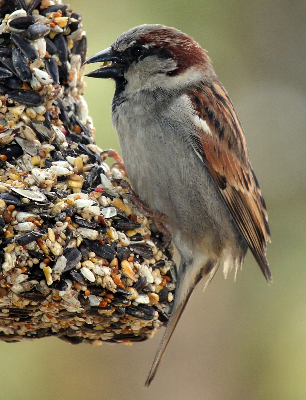 european house sparrow free photo