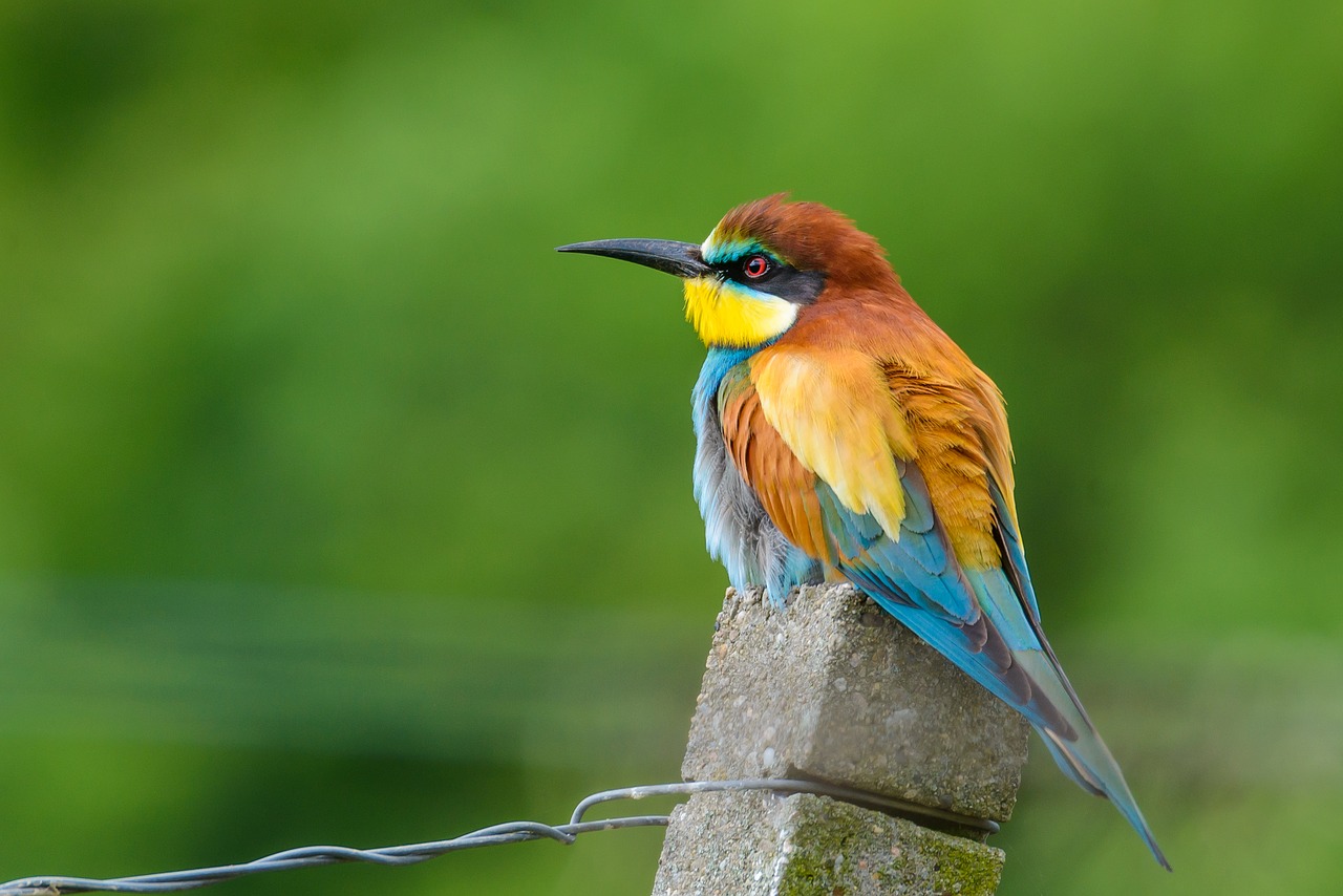 european bee eater bird nature free photo