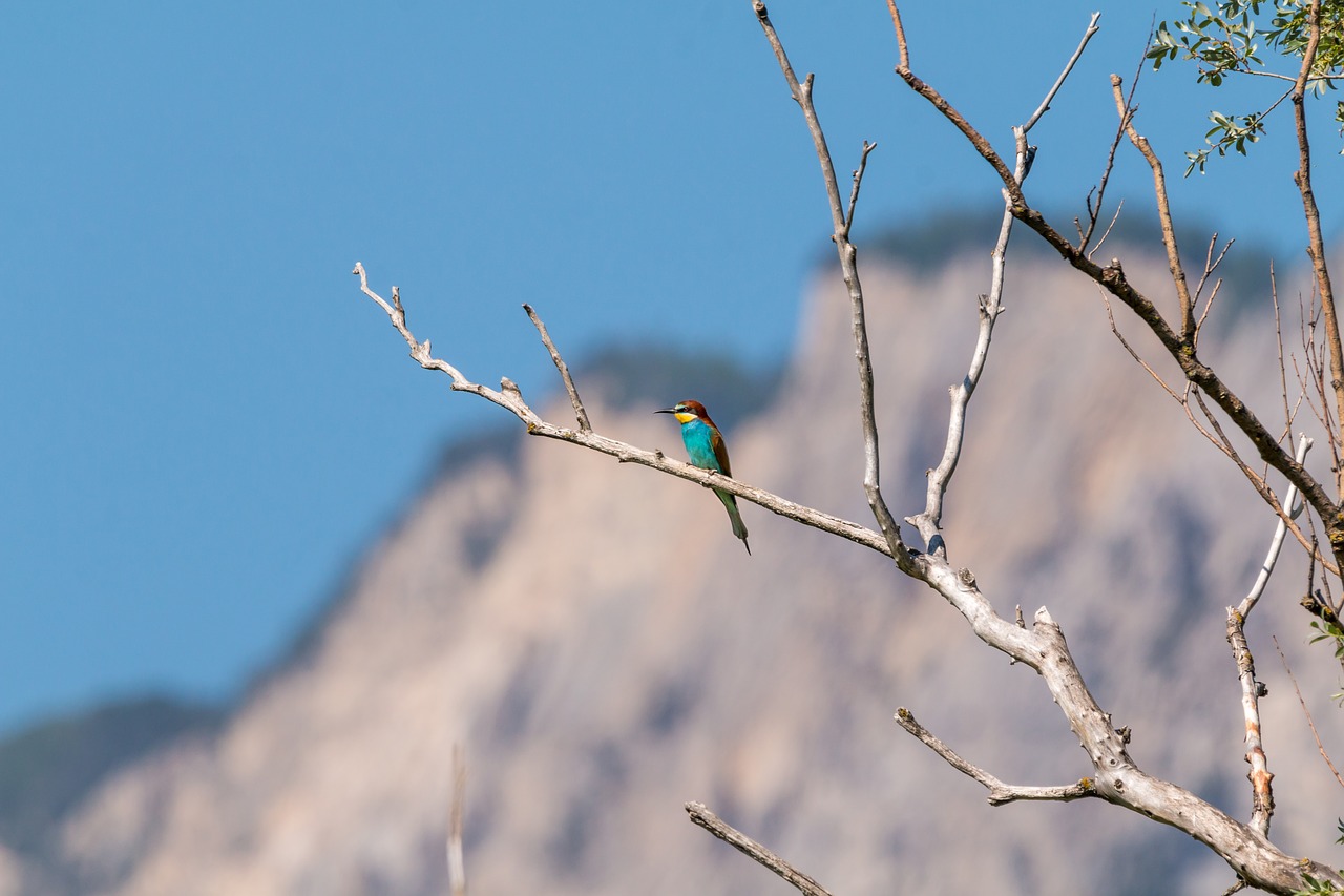 european bee eater bird colorful birds free photo