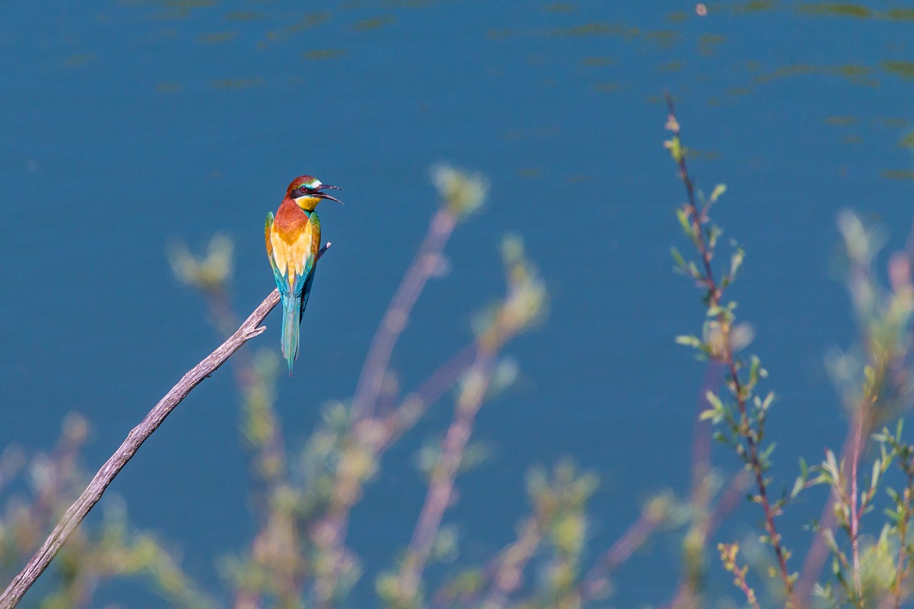 european bee eater bird colorful birds free photo